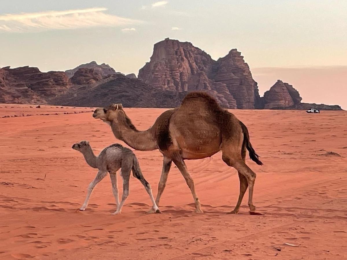Orbit Camp Hotel Wadi Rum Ngoại thất bức ảnh